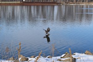 My SOAR Project; eagle, Driftless; Mississippi River